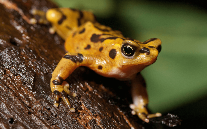 Квакша коралловопалая