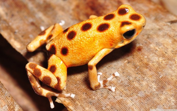 Лягушка Арлекин Коста Рика