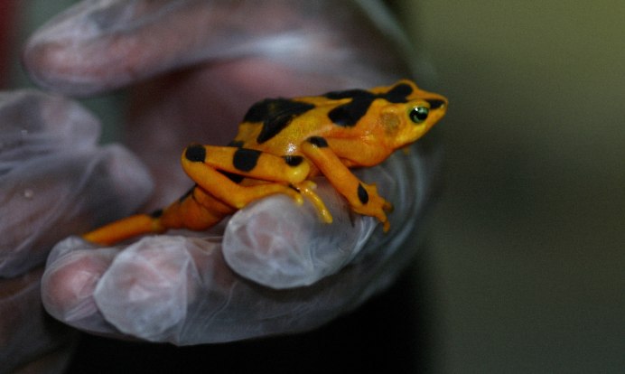 Лягушка листолаз ужасный