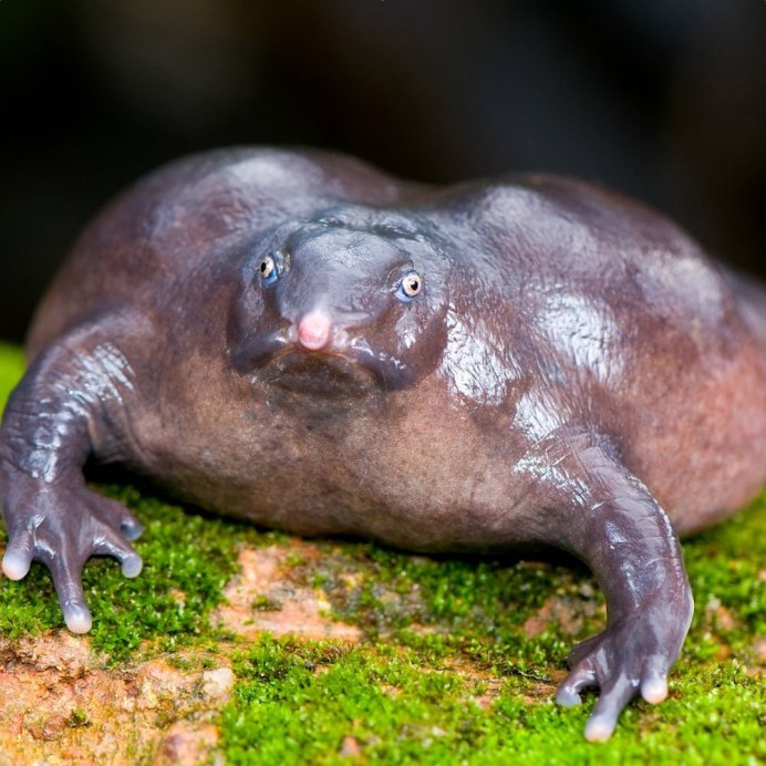 Красная лягушка