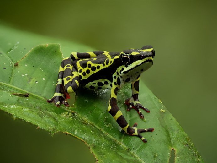 • Оранжевая жаба (Bufo PERIGLENES)