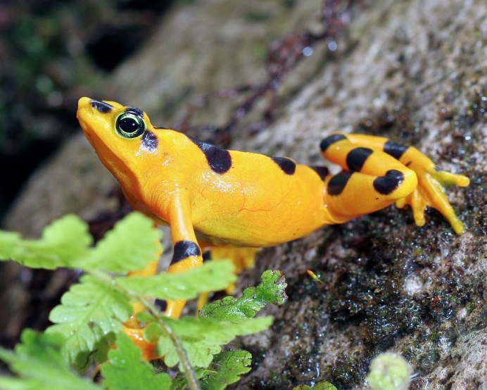 Atelopus varius