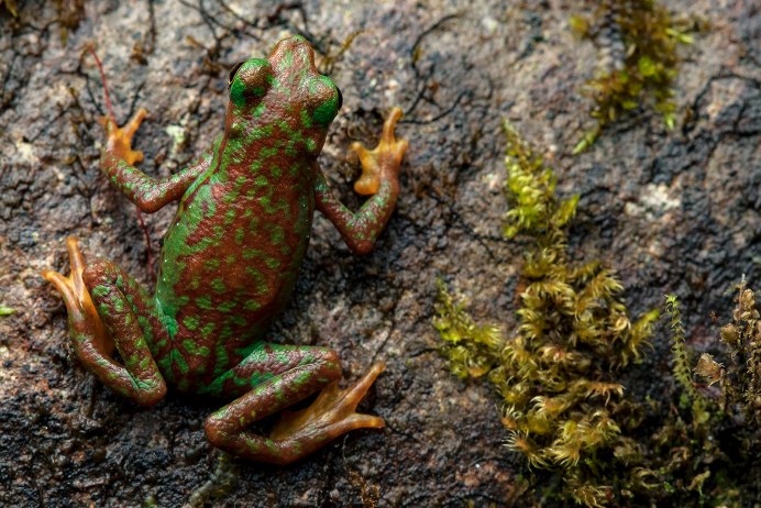 Лягушка Мантелла