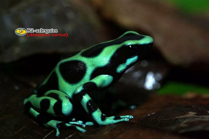 Лягушка голубая квакша