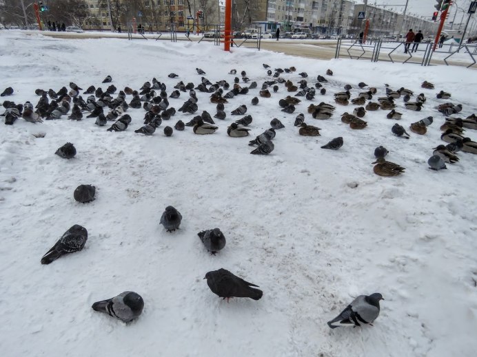 Голубь и Воробей