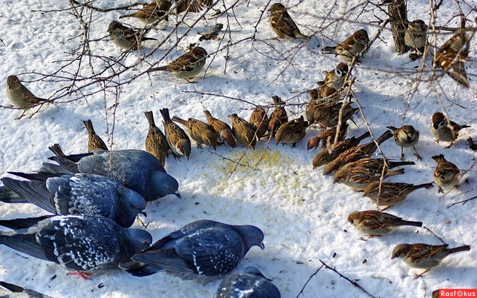 Голубь и Воробей