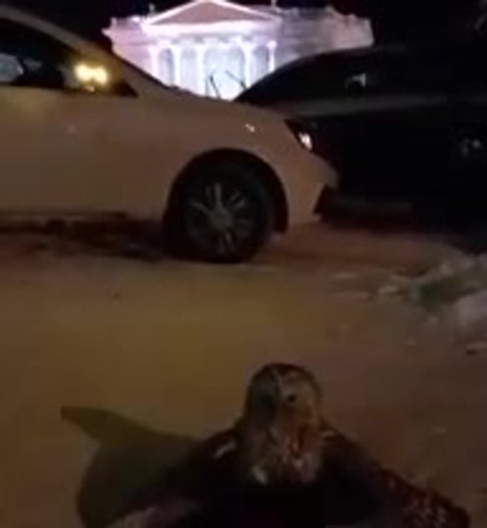 Филин напал