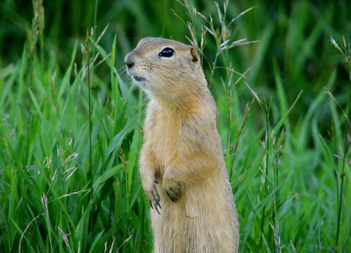 Суслик Ричардсона Urocitellus (Spermophilus) richardsonii фото