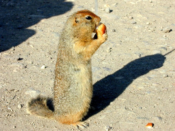 Суслик Краснощекий – Spermophilus erythrogenys