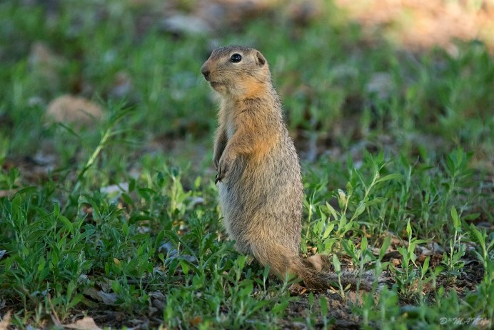 Spermophilus parryii