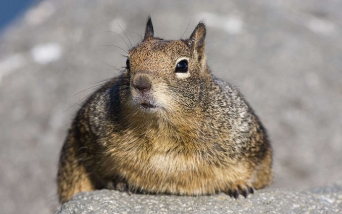 Калифорнийский суслик (Spermophilus beecheyi)