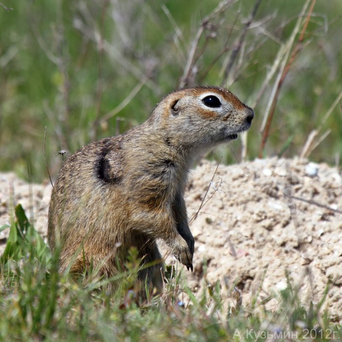 Большой суслик (Spermophilus Major)