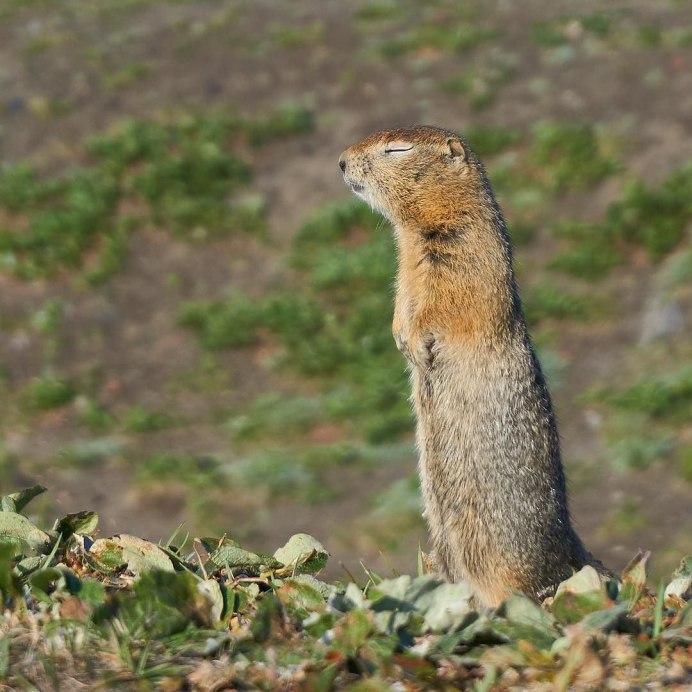 Spermophilopsis Leptodactylus