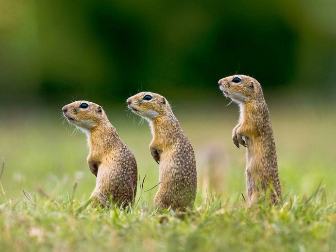 Желтый суслик Spermophilus fulvus