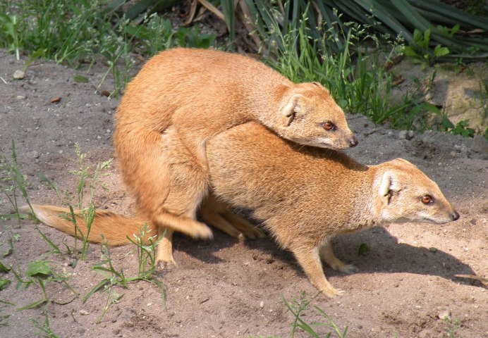 Калифорнийская белка