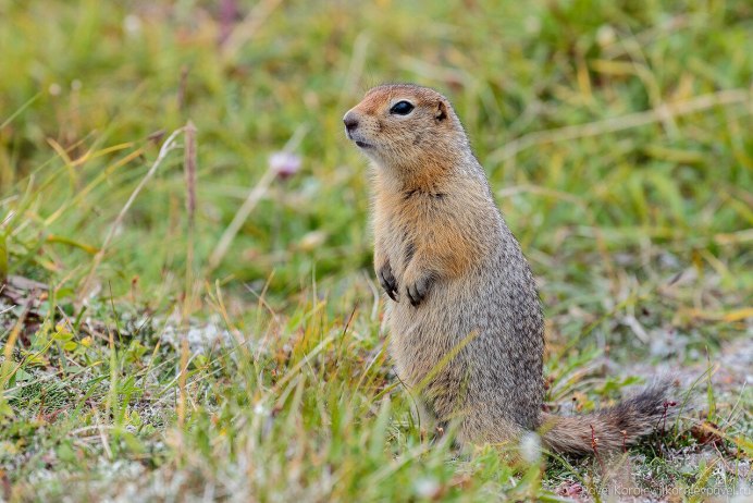 Urocitellus parryii