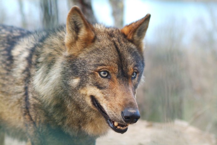 Иберийский волк (canis Lupus signatus)