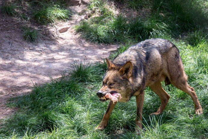 Iber kurdu canis Lupus nignatur