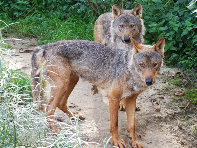 Иберийский волк (canis Lupus signatus)