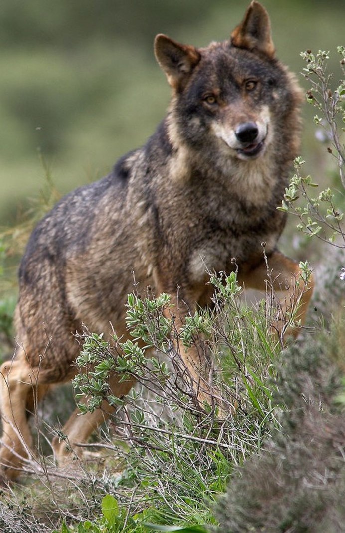 Canis Lupus signatus
