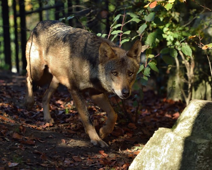 Иберийский волк (canis Lupus signatus)