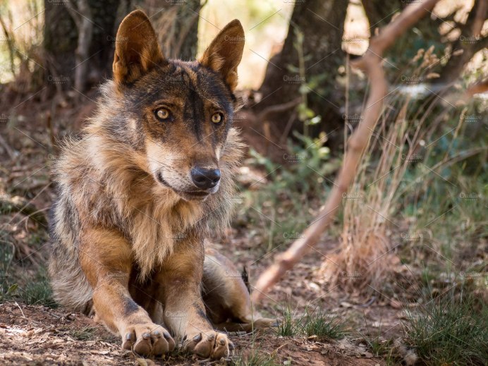 Iberian Wolves группа