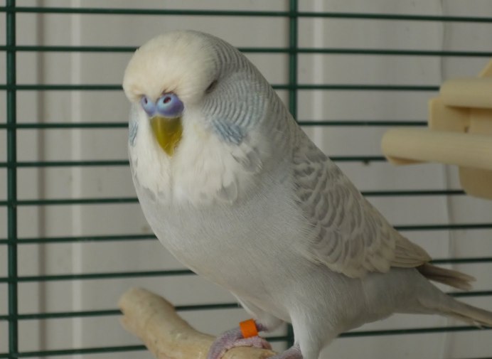 Серый попугай волнистик