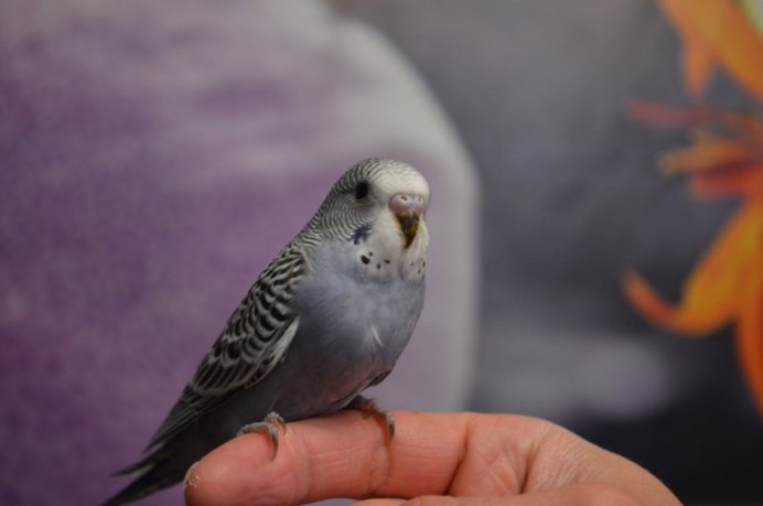 Краснохвостый жако