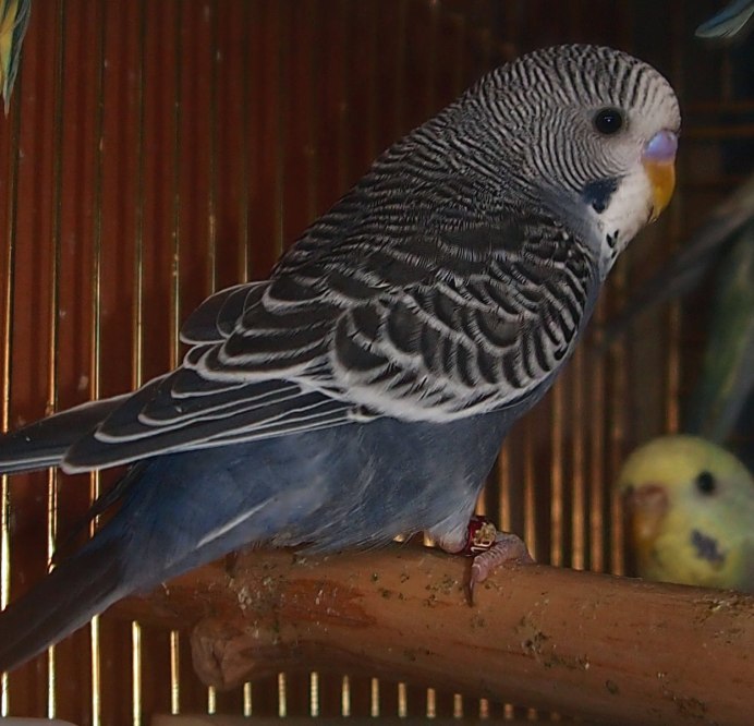 Волнистый попугайчик черный