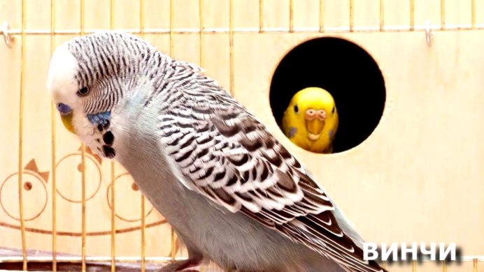 Попугай жако