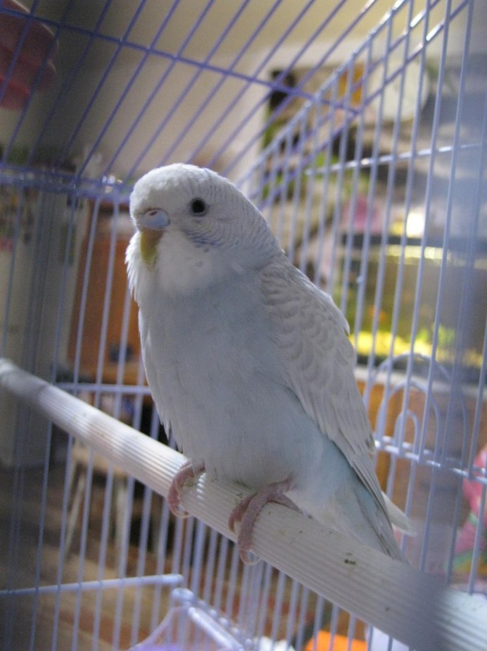 Говорящий попугай порода