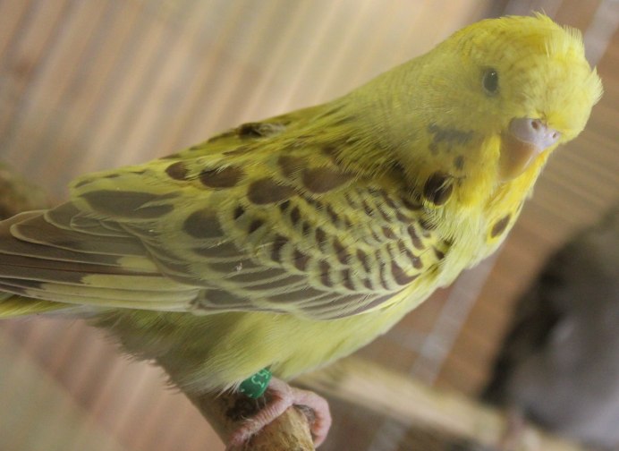 Попугай жако