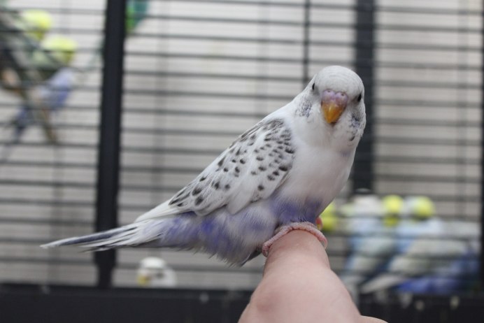 Серый попугай волнистик