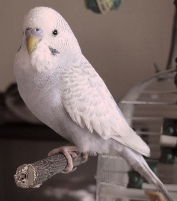 Попугаи жако пара