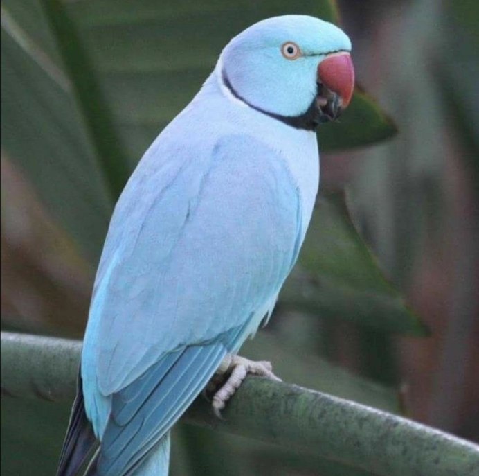 Серый попугай жако