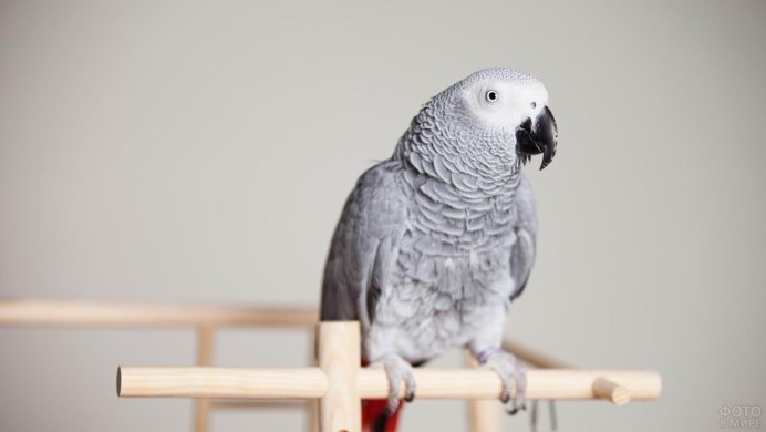 О жако портрет