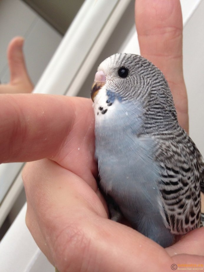 Серый попугай волнистик