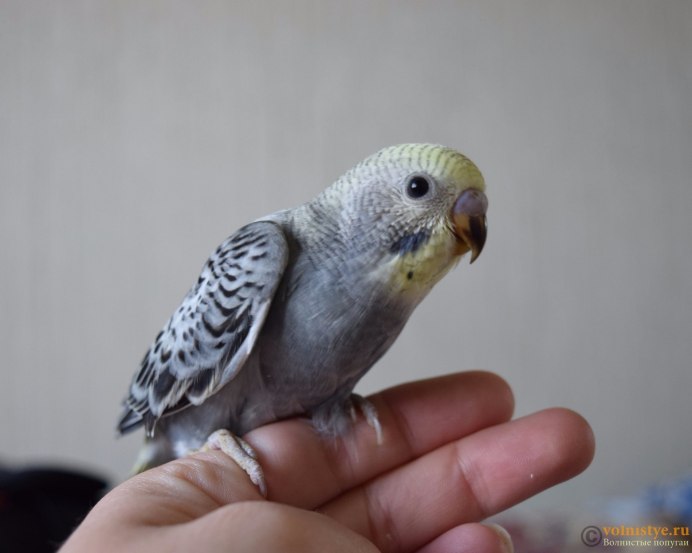 Волнистый попугай Чех Арлекин