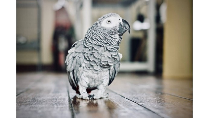 Попугай жако ручной