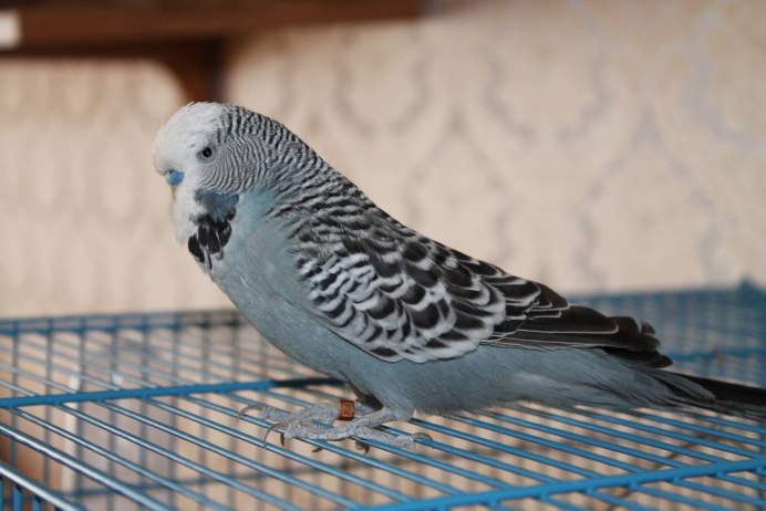 Попугай жако