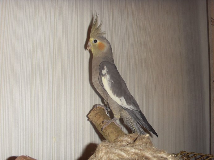 Жако лютиносы