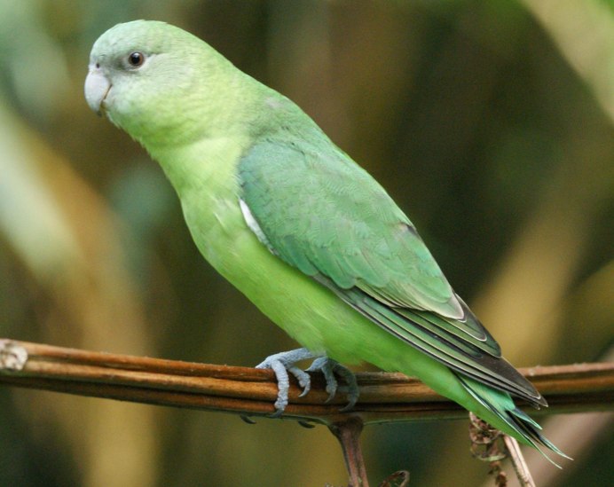 British Parrot missing for four years Returns speaking Spanish