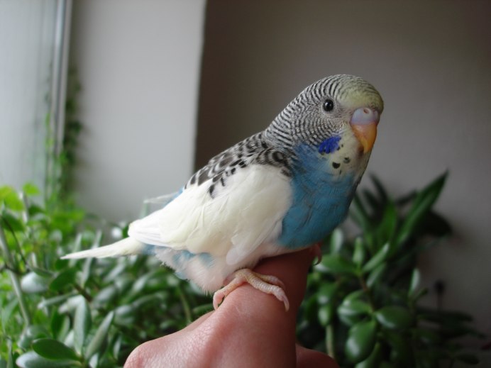 Попугай жако логотип