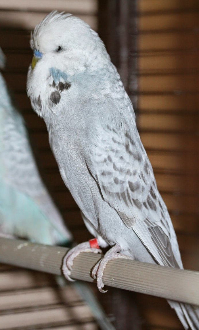 Попугай жако