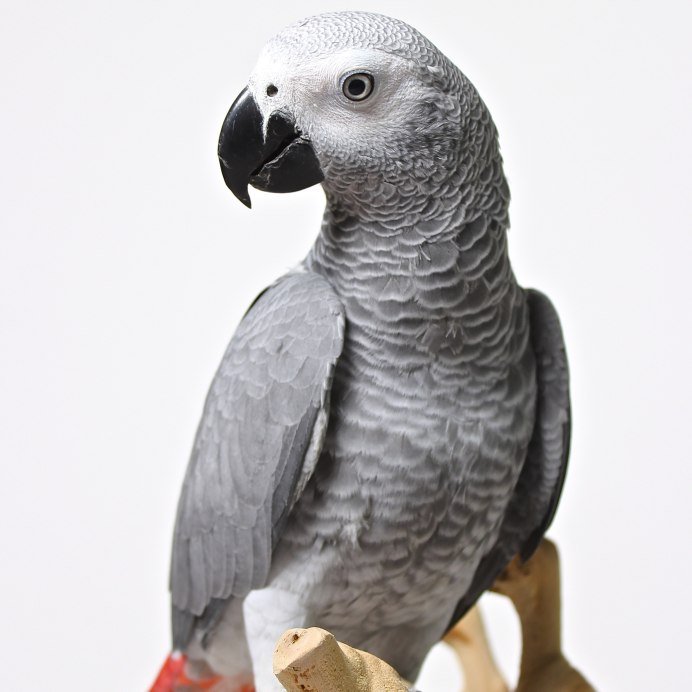 Волнистик альбинос