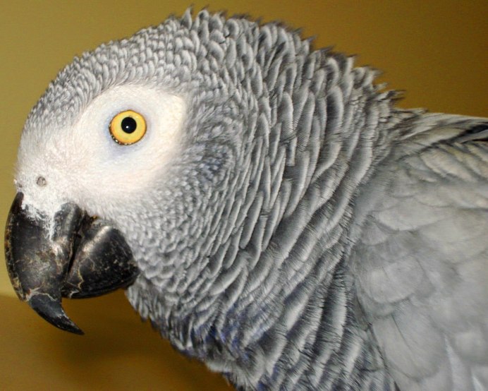 Зеленые попугаи в Бразилии