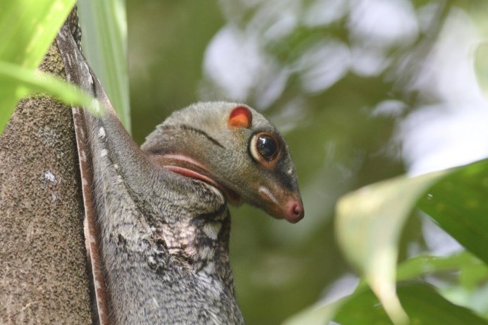 Малайский шерстокрыл