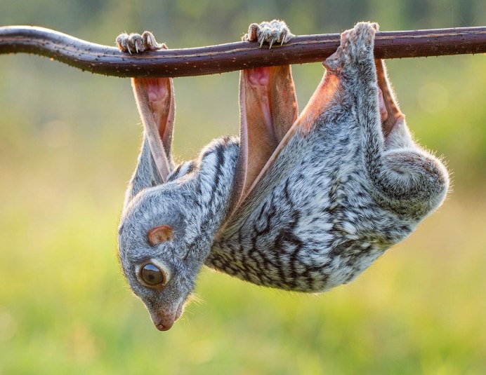 Шерстокрыл кагуан