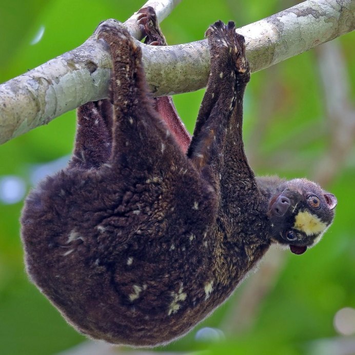 Шерстокрыл кагуан