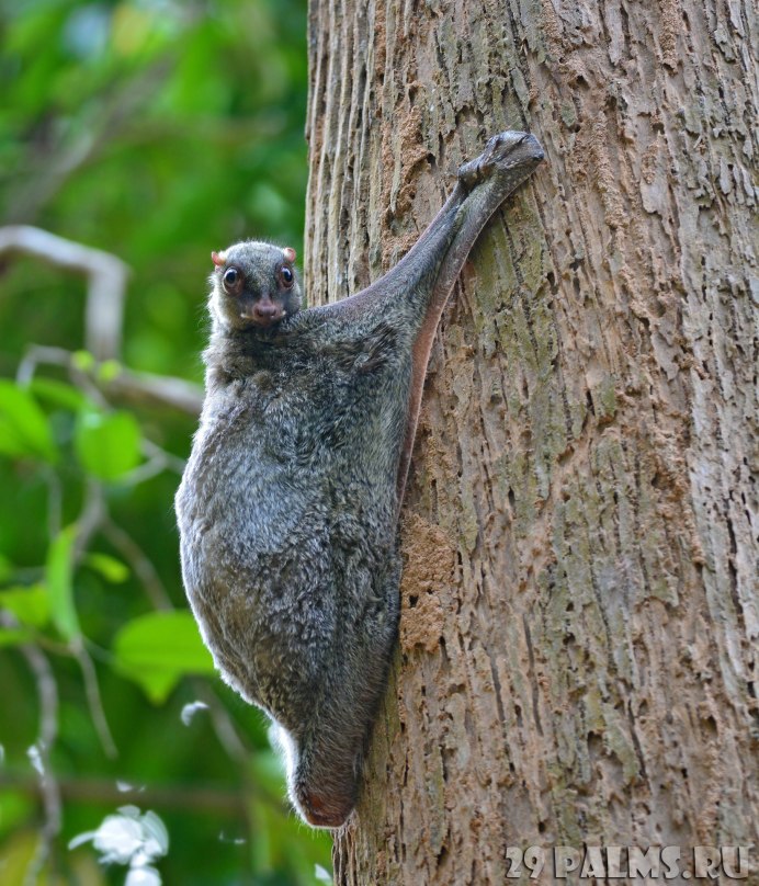 Lemurs become extinct